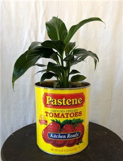 Vintage Inspired Tomato