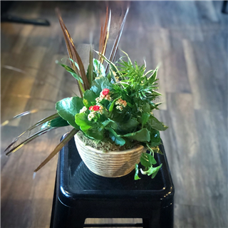 Blooming Dish Garden