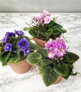 Mini African Violet Set Flower Bouquet