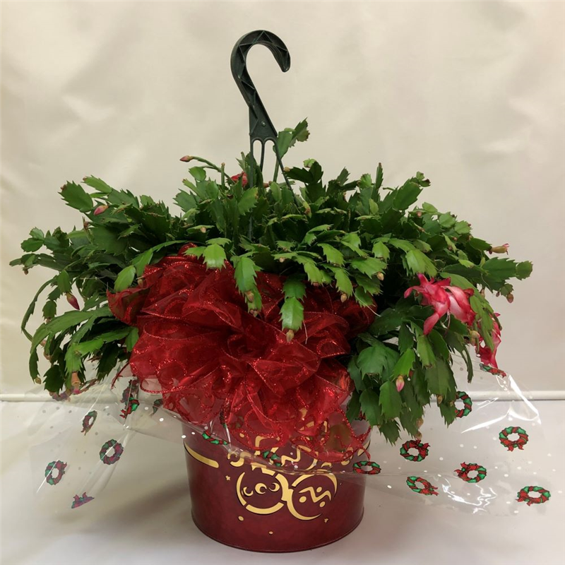 Holiday Cactus Plant - 8"