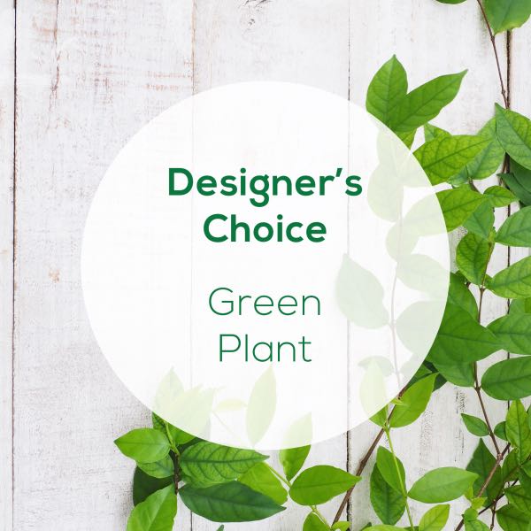 Designer's Choice Green Plant Deluxe