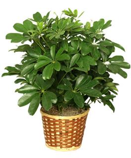 Arboricola