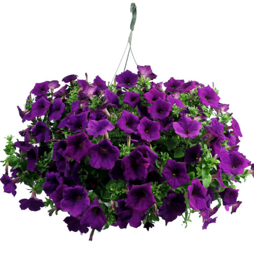 Purple Petunias hanging basket Flower Delivery Knoxville TN - Petal Pushers