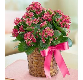 Decorated Kalanchoe (Color May Vary) Flower Bouquet