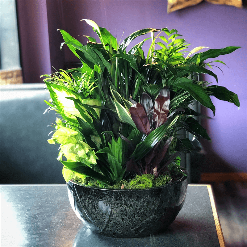 Large Ceramic Dish Garden