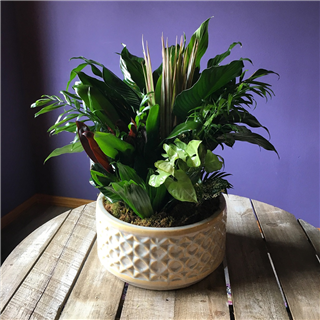 Large Ceramic Dish Garden