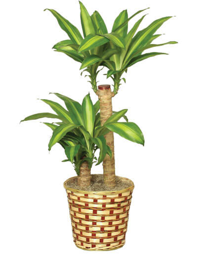 Corn Plant