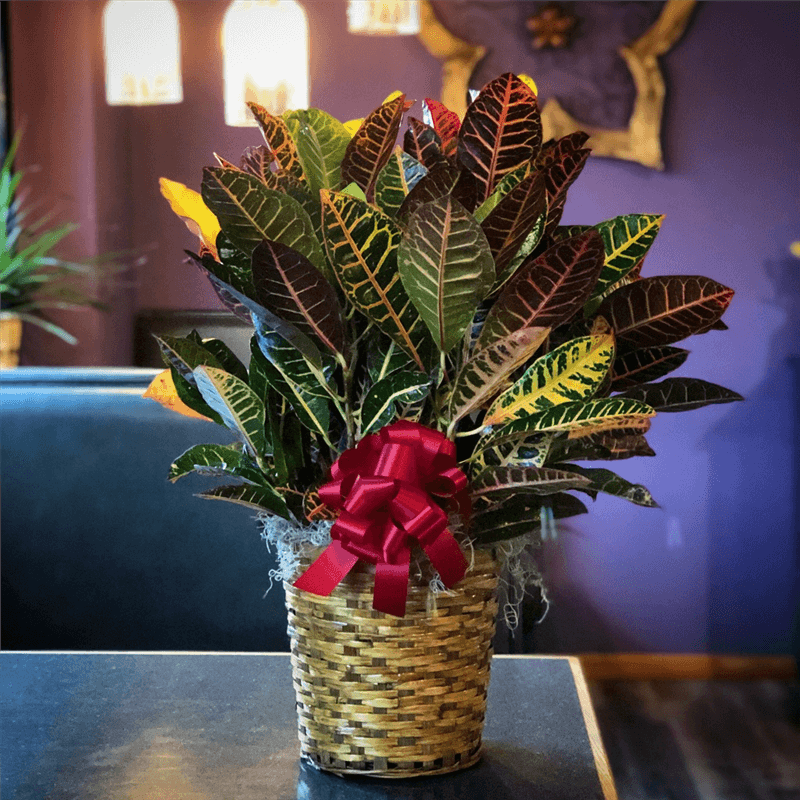 Croton Plant