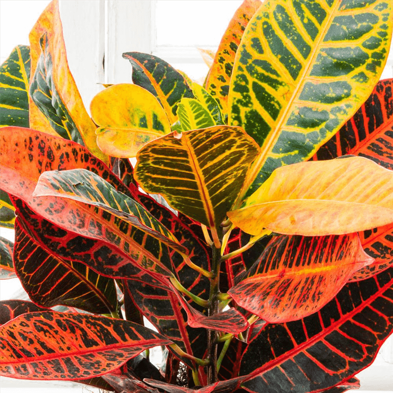 Croton Plant