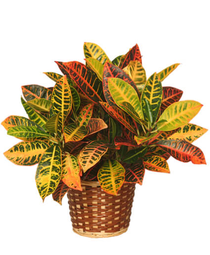 Croton