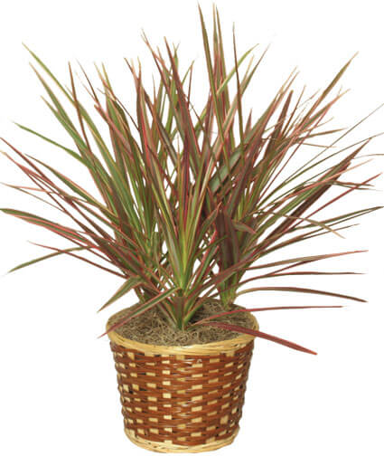 Dracena