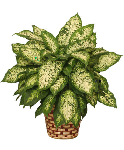 Dumb Cane