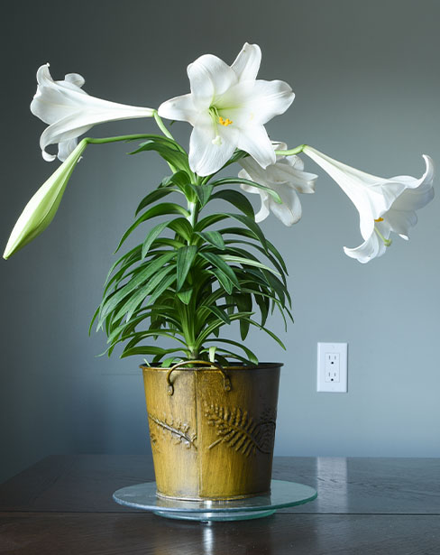 Traditional Easter Lily Flower Bouquet