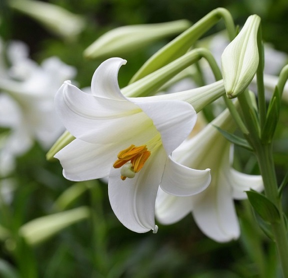 Easter Lily Plant