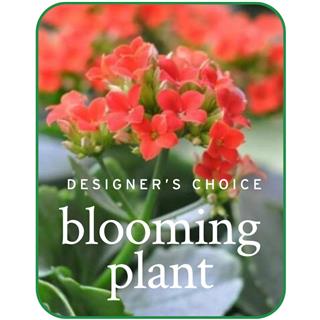 In-Season Blooming Plant