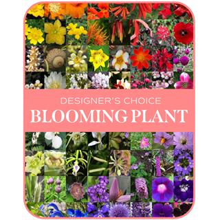 In-Season Blooming Plant Flower Bouquet