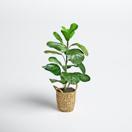 FIDDLE FIG PLANT 