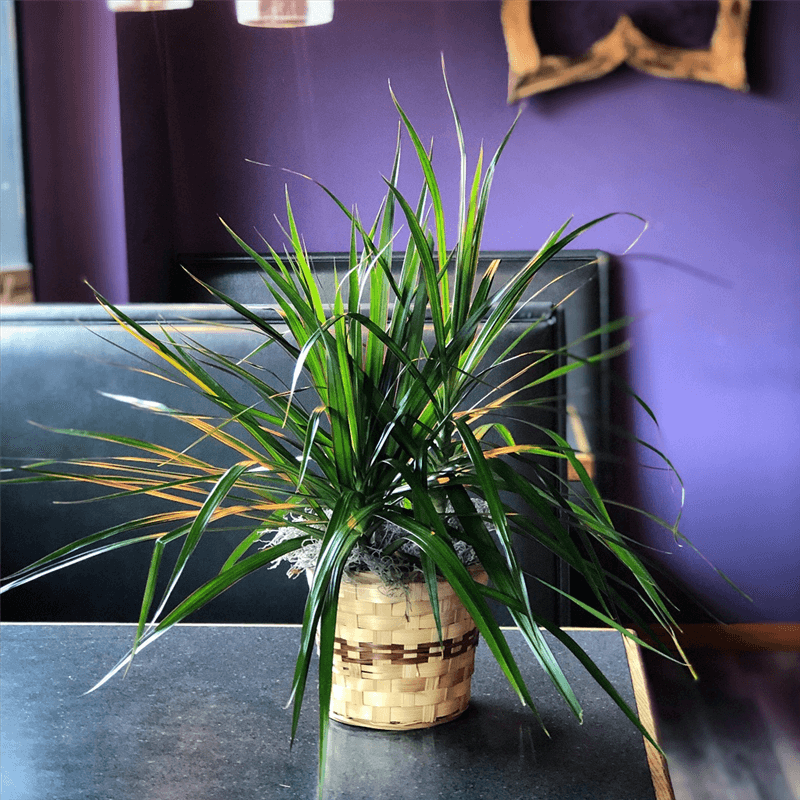 Assorted Green House Plant