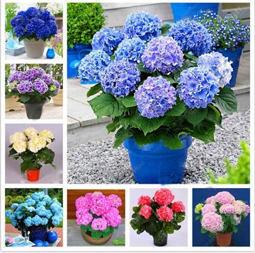 Happy Hydrangeas - 8" (Avail 04/04) Flower Bouquet