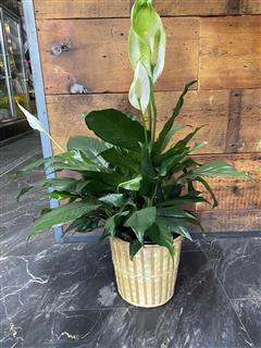 Promise Peace Lily