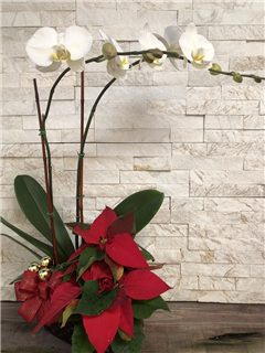Holiday Orchid