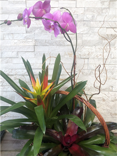 Orchid and bromeliads