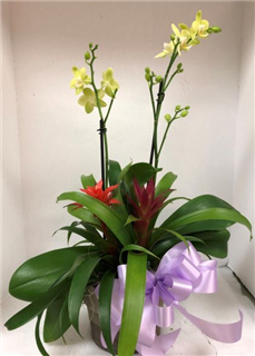 Bromeliad Beauty with Double Orchid