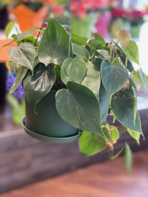 6" Hanging Philodendron