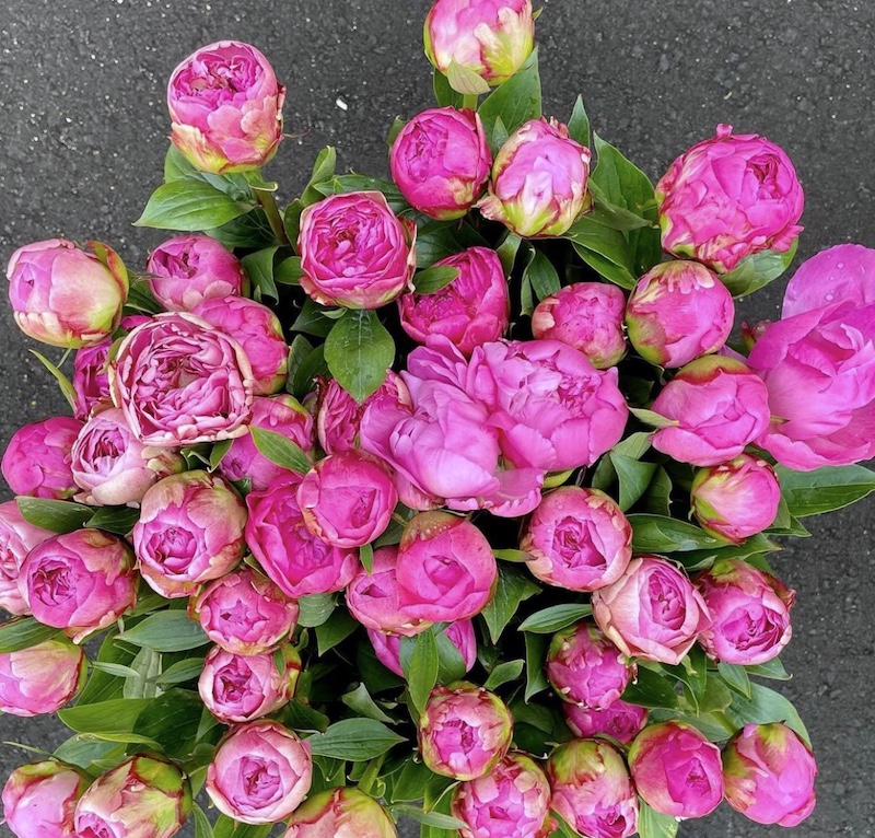 Peony Bouquet (Pick Up Only)