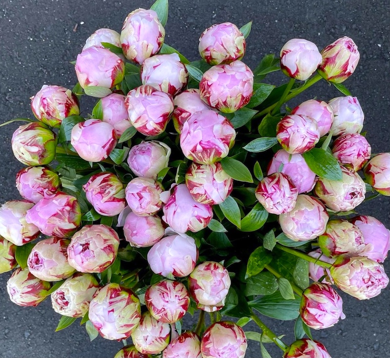 Peony Bouquet (Pick Up Only)