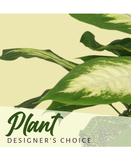 Sympathy Plant - Designer's Choice Flower Bouquet