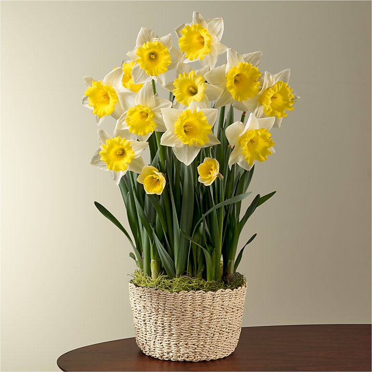 So Golden Daffodil Bulb Garden