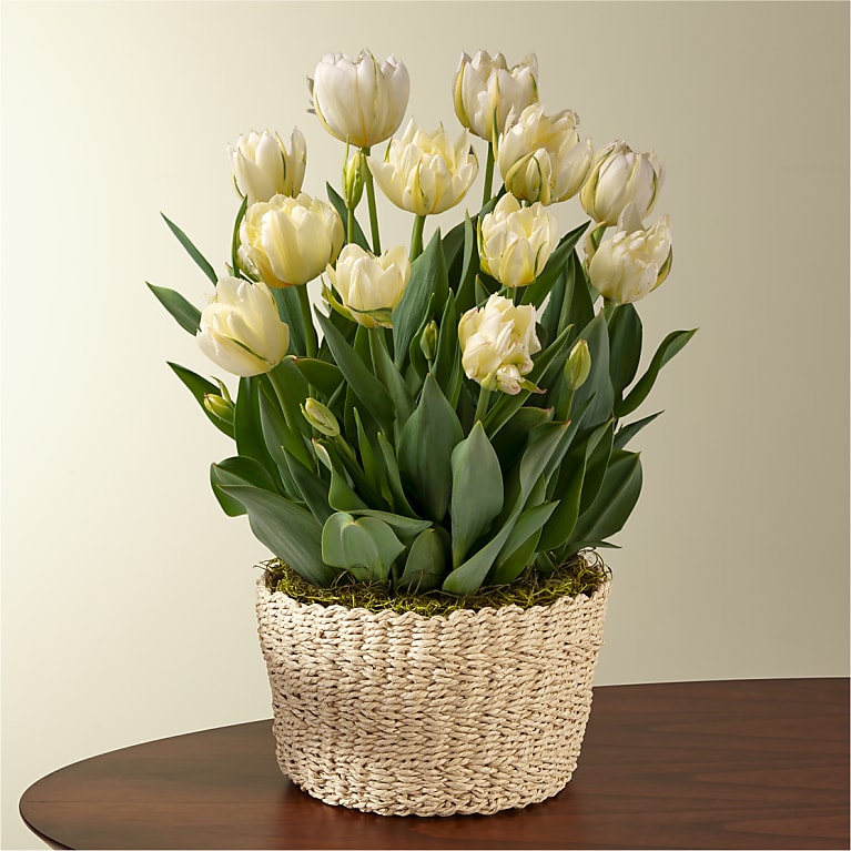 Ivory Tulip Bulb Garden