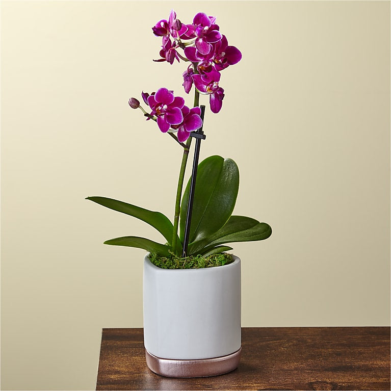 Petite Purple Orchid