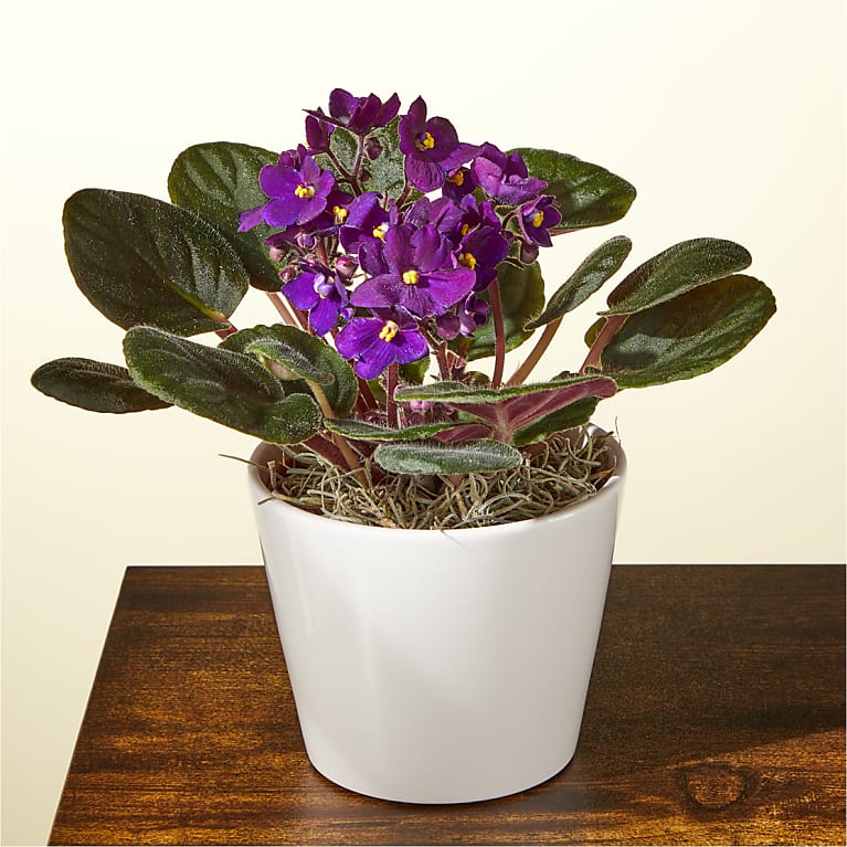 Purple African Violet Plant