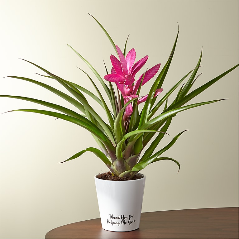 Thank You For Helping Me Grow Bromeliad Plant