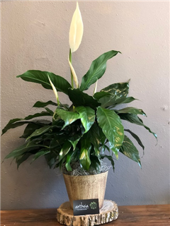 Peace Lily 6"
