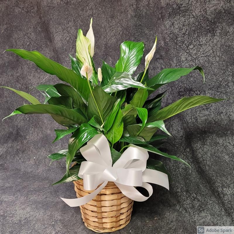 6" Peace Lily (Spathiphyllum) Plant