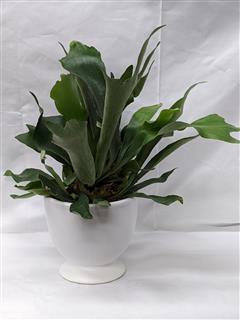 Staghorn Fern in Ceramic Container