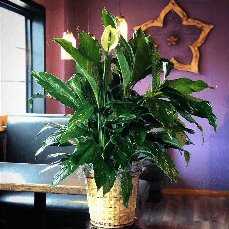 Peace Lily