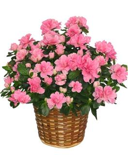 Azalea