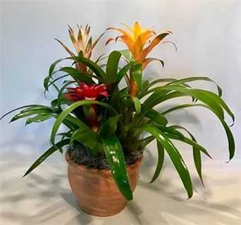 Triple Bromeliad Pot Flower Bouquet