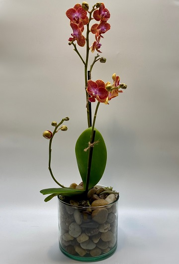 Desktop Orchid Plant Flower Bouquet