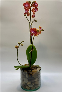 Desktop Orchid Plant Flower Bouquet
