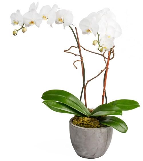Phalaenopsis Orchid in Concrete Pot