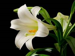 Easter Lily Flower Bouquet