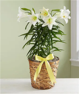 Easter Lily Plant in a Basket
