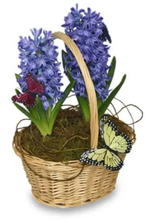 Hyacinth Plant in a Basket 