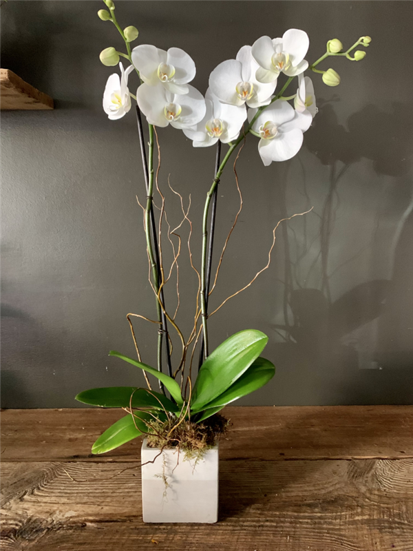 Medium Phalaenopsis Orchid