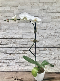 White Phalaenopsis Special